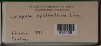 Lycogala epidendrum image
